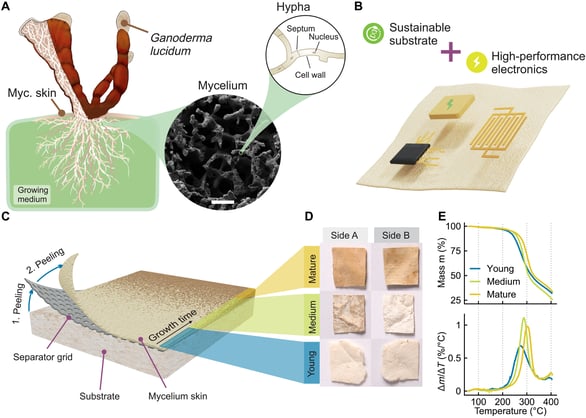 Formation and properties of mycelium skin for electronics boards
